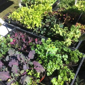 Jordan seedlings