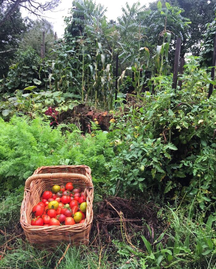 Millpost Permaculture Farm Tour - Harvest Festival 2025 - Image 5